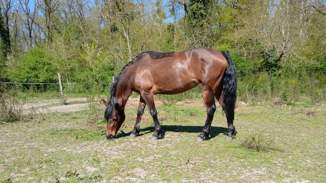 ✨ À vendre magnifique Ponette de famille ✨
