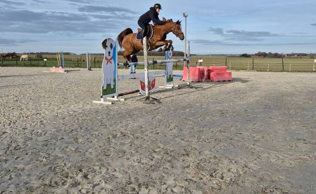 Poney hongre de 7ans - parfait pour jeune enfant 