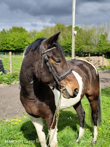 Ponette a vendre 