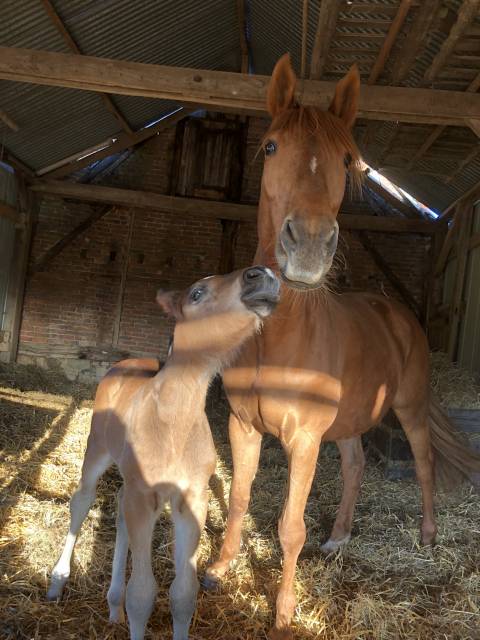 Foal mâle 