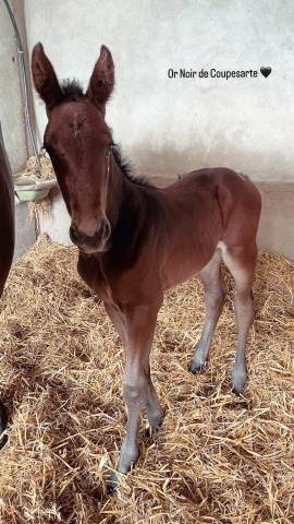 Poulain, 10 mois 
