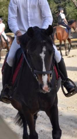 Ponette de compétition à louer 