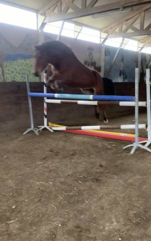 Jolie jument onc croisée Quater Horse 5 ans