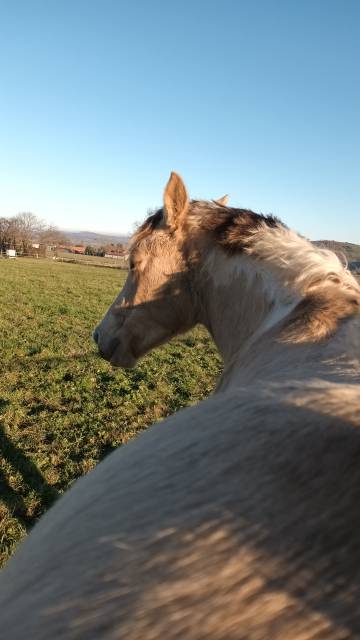 Poney ONC