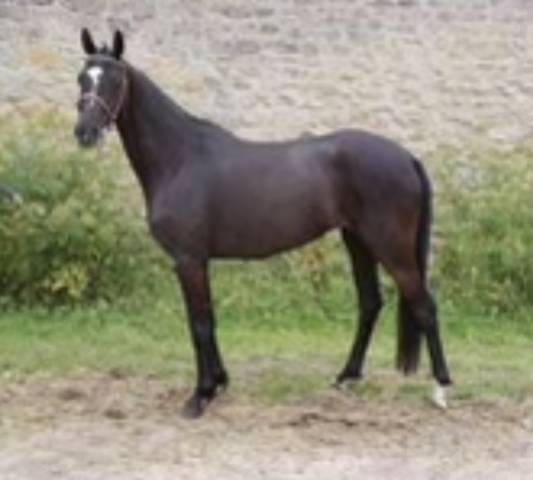 Poney de sport 