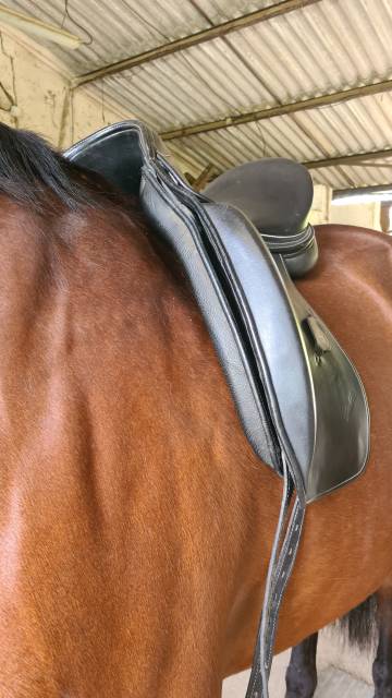 ZALDI DRESSAGE 17'5 MILENIUM