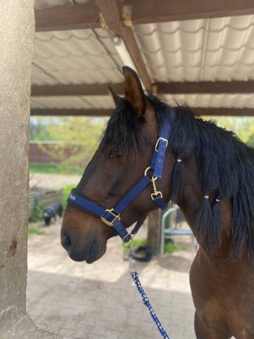Magnifique jument Espagnole PP 