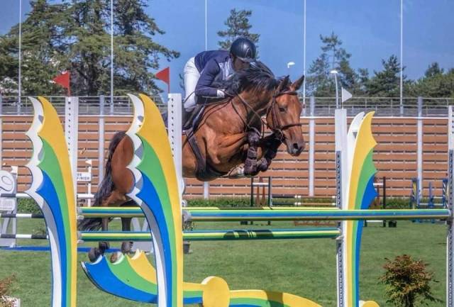 A vendre jument 11 ans (I'm Special de Muze x Orlando)