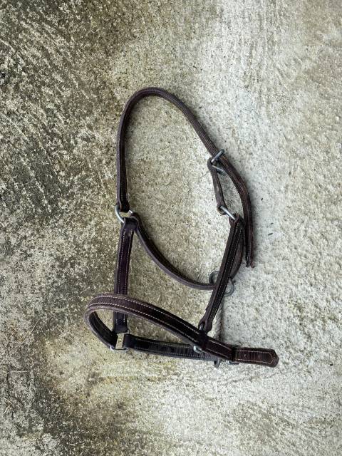 Licol en cuir 