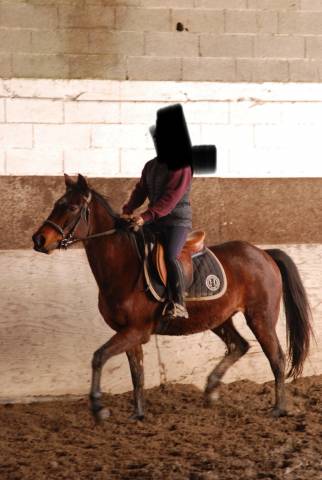 Jolie trotteuse polyvalente à vendre