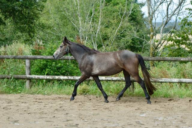 Ponette cso