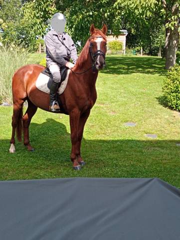 Cheval de randonnée de race trotteur français - 5 ans 
