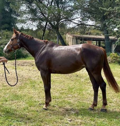 Jolie Jument Selle Francais CSO 6 ans 