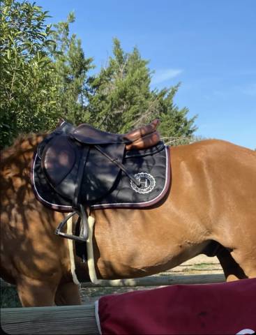 Selle CWD Taille 17,5 Excellent état 