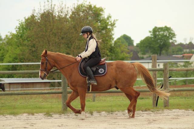 Selle CWD Taille 17,5 Excellent état 