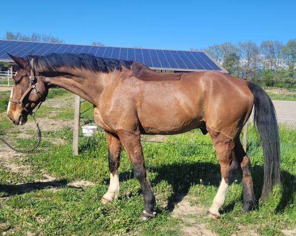 Zangersheide 9 ans potentiel 140