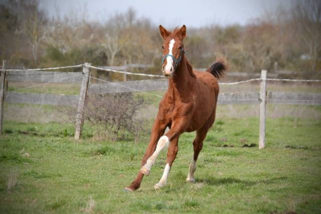 Poulain de sport 