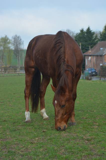 Kooster - Trotteur Français 5 ans