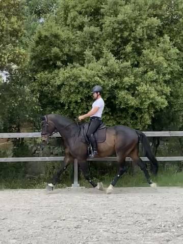 Hongre dressage