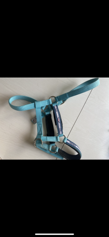 Licol bleu 