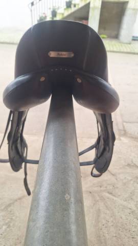 Antares Tempo dressage