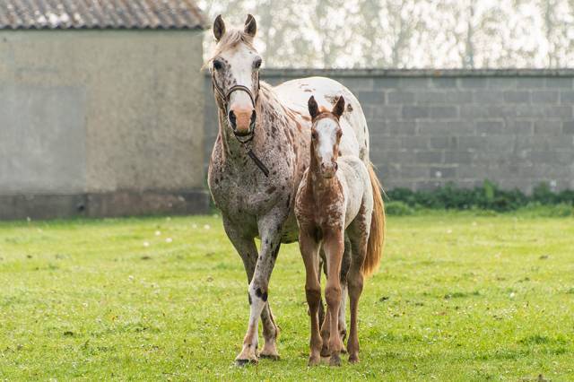 Poulain  appaloosa