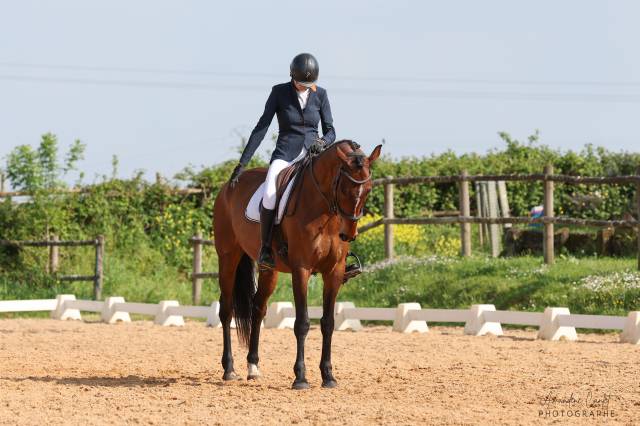 Hongre selle français 12 ans pour dressage