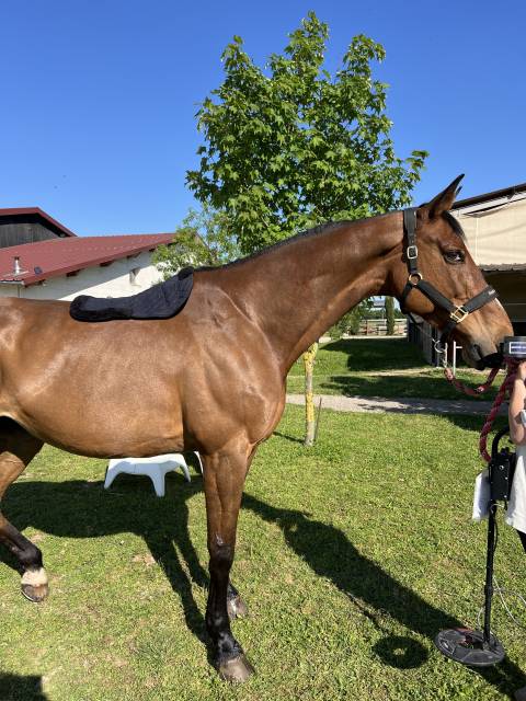 Amortisseur de dos Riding World noir