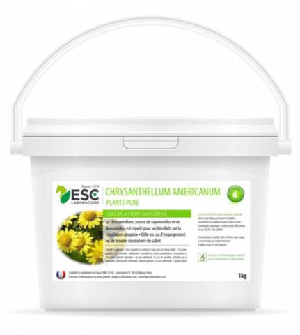 Chrysantellum americanum ESC - Engorgements membres