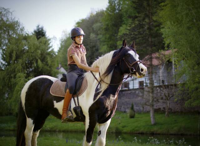 Jument Irish cob 9 ans