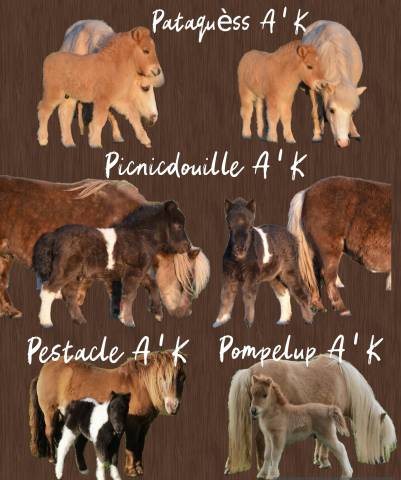 Plusieurs poulains poney mini shetland 