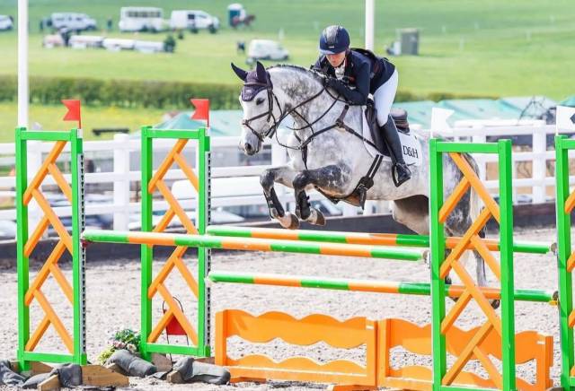 Jument selle français a vendre 2015 bai