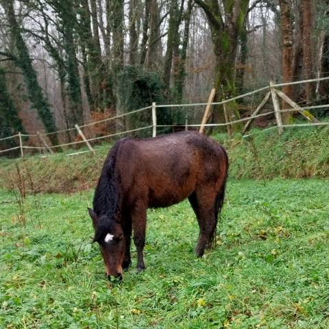 Poney OC 1m28 