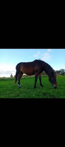Poney de sport ou de loisir 