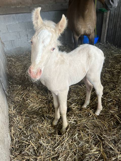 À vendre – Adorable pouliche née en 2024