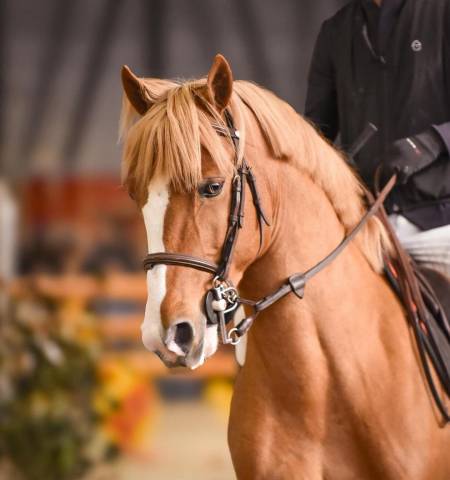 Poney C de sport