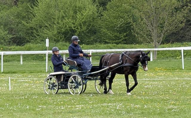 Poney attelage 