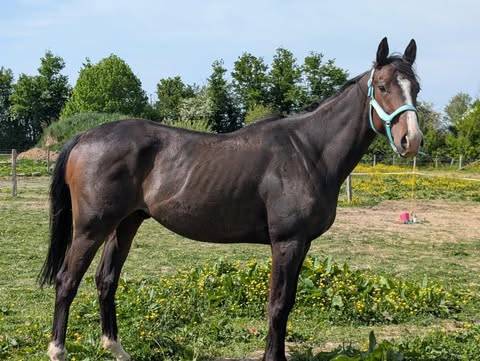 Pur-sang de 6 ans 
