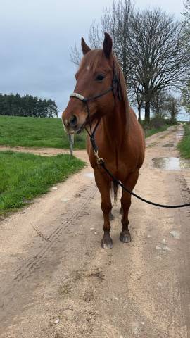 Cheval quarter horse 