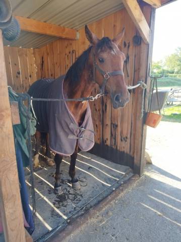 Trotteur hongre de 3 ans