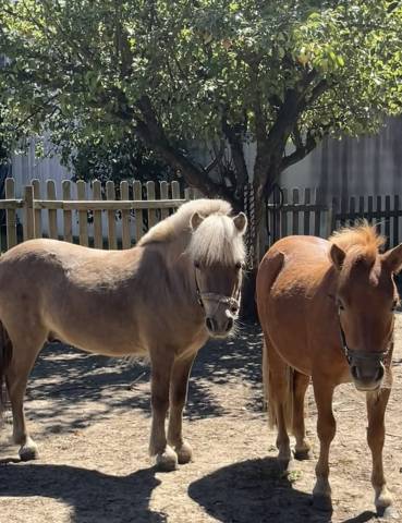 minis shetlands 