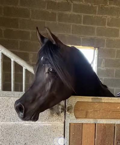 SAILLIE étalon pur sang arabe noir 