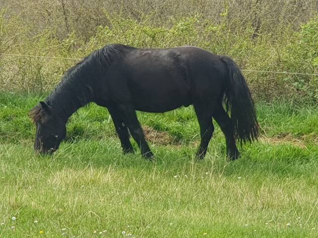 Cheval de merens