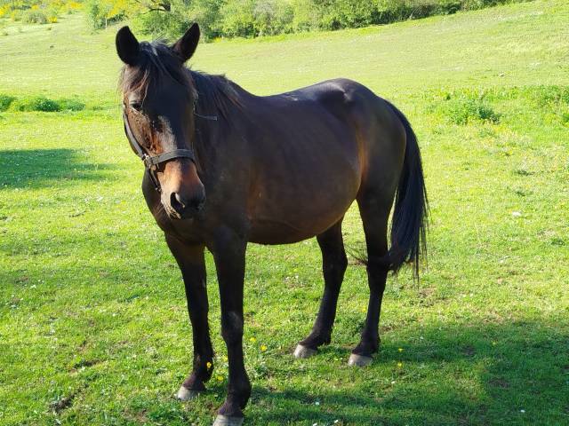 Era des Sables, jument ONC pleine