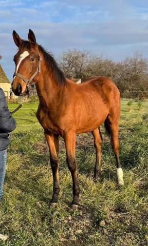 Pouliche 2 ans anglo arabe 