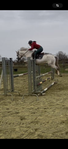 Poney Connemara 