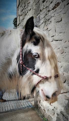 Hongre 8 ans gypsy cob