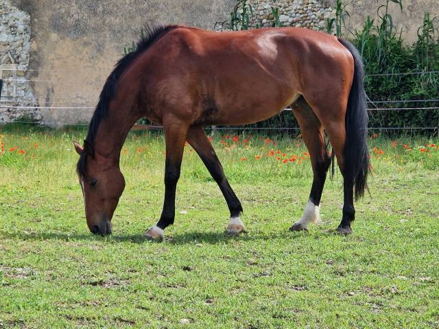À VENDRE – INDIANA DE NÎMES, JUMENT SF DE 7 ANS