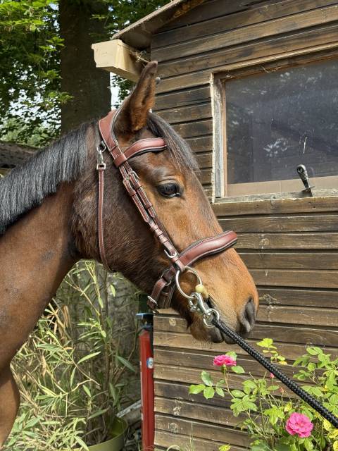 Hongre de 3 ans à vendre 