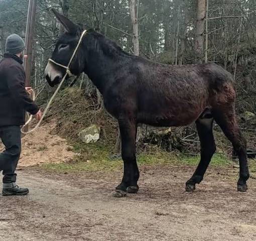 Saillie Baudet pure race Âne Catalan